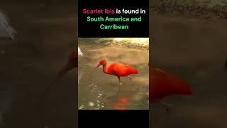 Scarlet Ibis  National Bird of Trinidad and Tobago A Very Beautiful Bird [upl. by Haze]