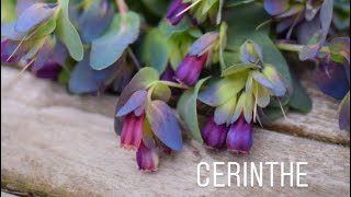 Cerinthe Greenhouse update and potting on [upl. by Kimbra31]