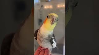 Calopsita cantando família Addams cockatiel calopsitascantando birds parrot likesharesubscribe [upl. by Eniotna500]