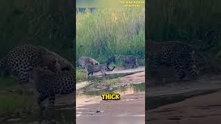 Honey Badger Attacked by 3 Leopards [upl. by Anitsyrk]