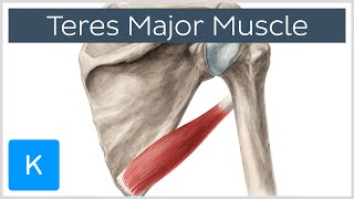 Teres Major Muscle  Origin Insertion amp Action  Human Anatomy  Kenhub [upl. by Norej]