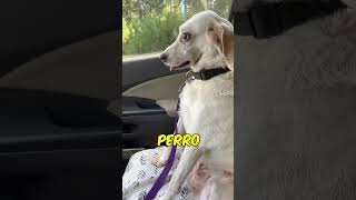 Reacción del Perro al Volver del Veterinario cred caninecasa [upl. by Tekla]