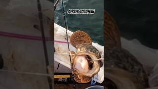 Oyster toadfish [upl. by Gascony547]