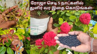 காய்ந்த ரோஜா செடியை கூட துளிர் வர இதை கொடுங்கள்rose plant fertilizer tamil how to grow rose plant [upl. by Byers]