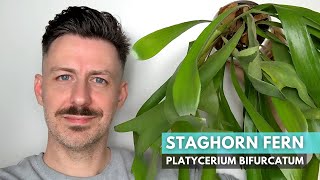 Growing guide for Staghorn Fern Platycerium bifurcatum  Care and Growing Tips and Tricks [upl. by Piper]