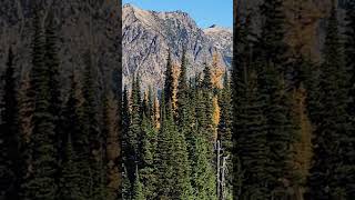 LAST VIEW OF THE SEASON OF THE BEAUTIFUL LARCHES GOTTA LOVE OUR MOUNTAINS [upl. by Tibbetts]