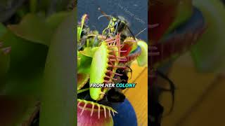 Queen Wasp vs Venus Flytrap [upl. by Ariahaj]