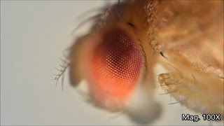 Fruit fly and its lifecycle under the microscope [upl. by Yennej806]