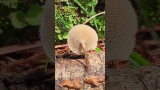 found some cute jellies and Lentinus mushrooms 🍄 mycology vanlife mushrooms [upl. by Anelaj]