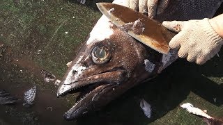 OILFISH THE LAXATIVE FISH CUTTING [upl. by Irep816]