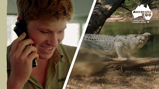 An incredible croc on the Steve Irwin Wildlife Reserve  Wildlife Warriors Missions [upl. by Neyu251]