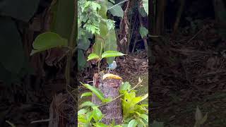 Thraupis episcopustangara azul birds nature wildbirds aves thanks4u👍subscribe🦜🫶 [upl. by Bokaj]