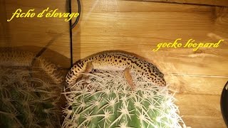 fiche delevage du gecko leopard [upl. by Hermione435]