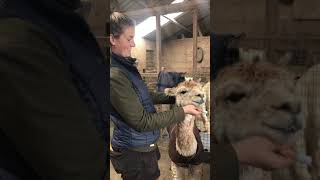 Alpaca teeth cleaning [upl. by Abbey215]