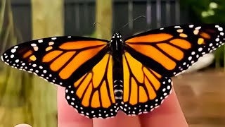 Prachtvoller Monarchfalter Aufnahmen zeigen Verwandlung von der Raupe bis zum Schmetterling [upl. by Giralda]