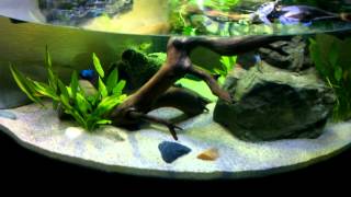 My Final Aquatic Turtle Tank Habitat Setup featuring 2 Northern BlackKnobbed Map Hatchlings [upl. by Nilesoy]