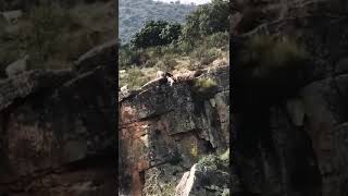 12 chiens et un cerf tombent dune falaise pendant une chasse à courre [upl. by Nylkoorb563]