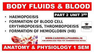 Hematopoiesis  Formation of Bood  Formation of Hemoglobin  Part 2 Unit 3  Anatomy and Physiology [upl. by Ojyram]