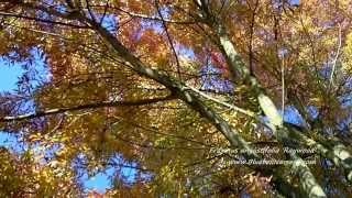 Fraxinus angustifolia Raywood Claret Ash [upl. by Yrrac182]