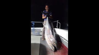 Big bluefin tuna eats frozen flyer dangling from a kite [upl. by Gelasias]