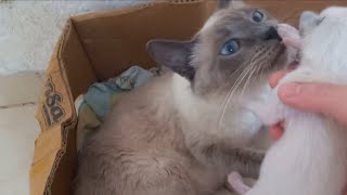 😹 Funniest Pet loss You Wont Believe 😹 New Funny Catss 2024 😻 [upl. by Lakym]