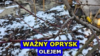 Kluczowy Oprysk Olejem na Drzewa owocowe Borówki Świerki Porzeczki Jabłonie Brzoskwinie Śliwy [upl. by Babs835]