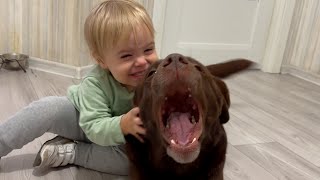 How A Giant Dog Makes Adorable Baby Smile [upl. by Pardner]