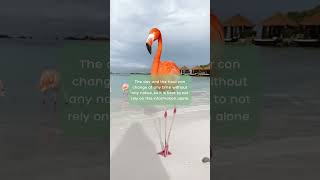 Flamingo Beach Aruba 🦩 How To Get a Day Pass to Renaissance Island  BEST WAY [upl. by Hubbard]