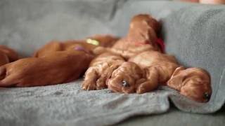 18 Irish Setter Puppies  3 weeks old Haverley from Poland [upl. by Analad]