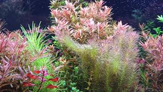 Fresh water aquarium planted Wood Shrimp Amano Shimp Otocinclus Fish Monte carlo carpet Rotala [upl. by Ydnyc]