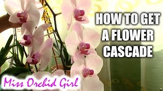 How to get the Phalaenopsis flower cascade effect [upl. by Carilyn]