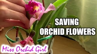 Cutting Cattleya orchid sheath to save the flowers [upl. by Paryavi]