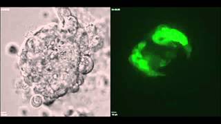 Critical stage of embryonic development now observable v2 [upl. by Tally]