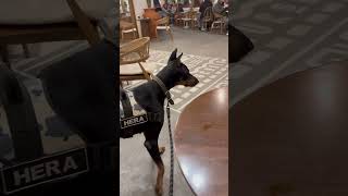 Doberman’ı dışlıyorlar 😱🥲 dog doberman [upl. by Nomed]