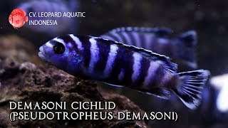 Demasoni Cichlid Leopard Aquatic I010B [upl. by Munniks]