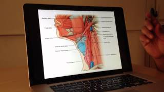 Vascular Anatomy 1 of 4 Carotid and Vertebrobasilar Systems  Head and Neck Anatomy 101 [upl. by Eniroc]