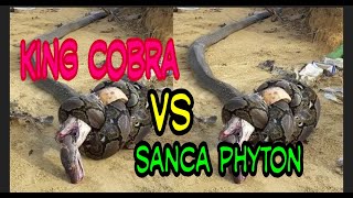 KING COBRA vs SANCA [upl. by Sitsuj]