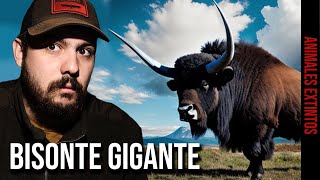 EL BISONTE GIGANTE DE LA EDAD DE HIELO [upl. by Torras]