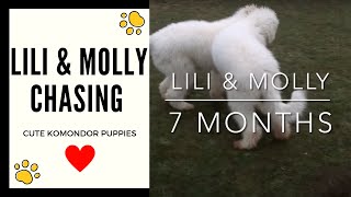 Lili amp Molly Chasing  Cute Komondor Puppies  Komondor Family [upl. by Eneluqcaj160]