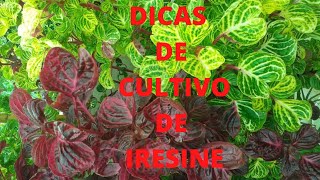 DICAS DE CULTIVO DE IRESINE [upl. by Sidwohl]