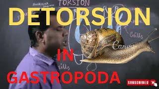 MOLLUSCA L4  DETORSION IN GASTROPODAकब क्यों और कैसे [upl. by Orose278]