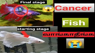 betta fish sick treatment 😔tumors affect betta fish in tamil [upl. by Neille]