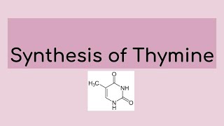 Synthesis of Thymine [upl. by Royden]