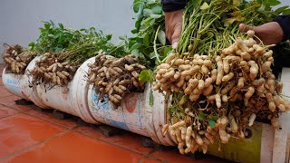 Another method to grow peanuts for your family the secret to having large amp abundant tubers [upl. by Reinhart]