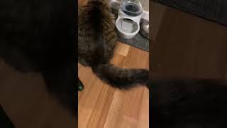 Scaredy Catcatvideos funny [upl. by Eetnom]