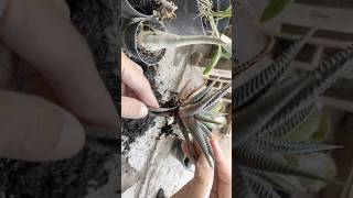 budidaya sukulen haworthia limifolia propagasi daun gardening tanam garden subur shorts [upl. by Pavior]