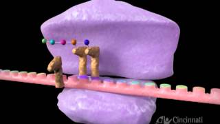 Inhibitors of protein synthesis [upl. by Nyllewell381]