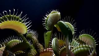 dionaea muscipula timelapse video venus flytrap [upl. by Namqul737]