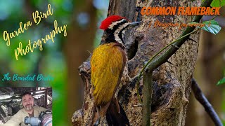 Amazing Birds of Thailand  The Common Flameback Woodpecker Dinopium javanense  Kaeng Krachan [upl. by Hube685]