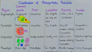 The algae plant like protists  classification of photosynthetic protoctista  class 11 [upl. by Byrom311]